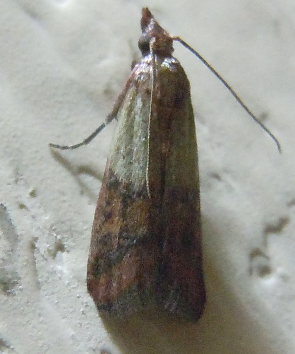 Plodia interpunctella? S. Pyralidae