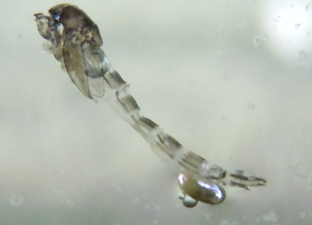 Exuvie di Chironomidae