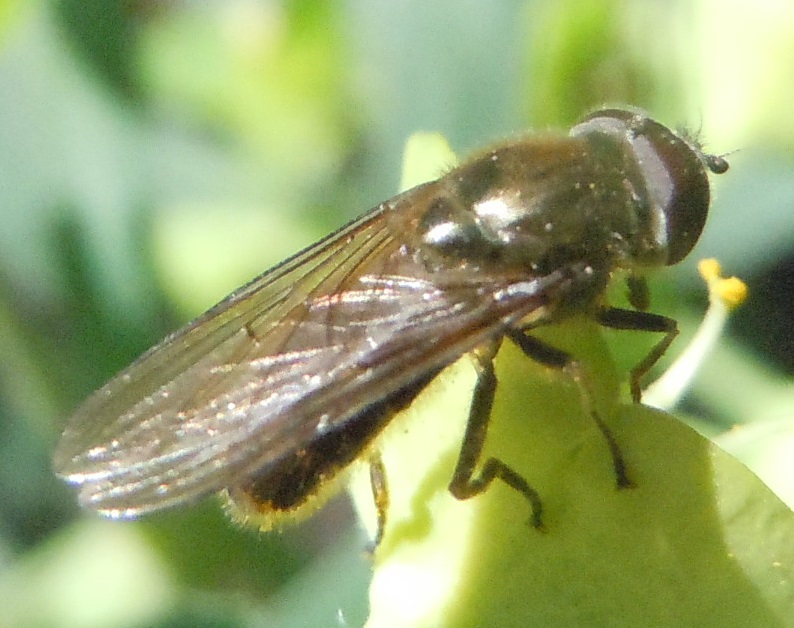 Syrphidae: Cheilosia sp.?    S !