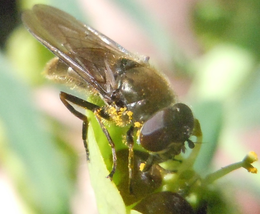 Syrphidae: Cheilosia sp.?    S !