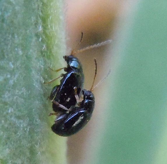 Chrysomelidae: Aphthona venustula?....Aphthona sp.