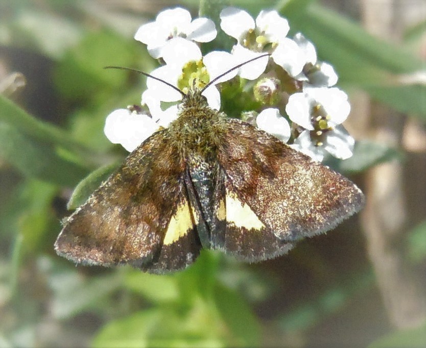 Panemeria tenebrata