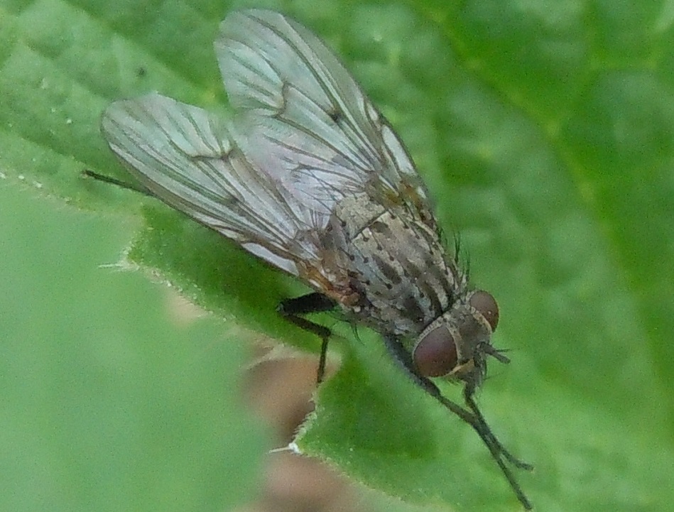 Muscidae?  S. Helina cfr. evecta