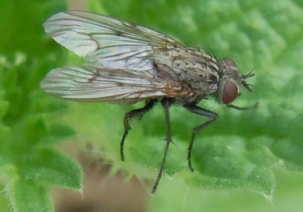 Muscidae?  S. Helina cfr. evecta