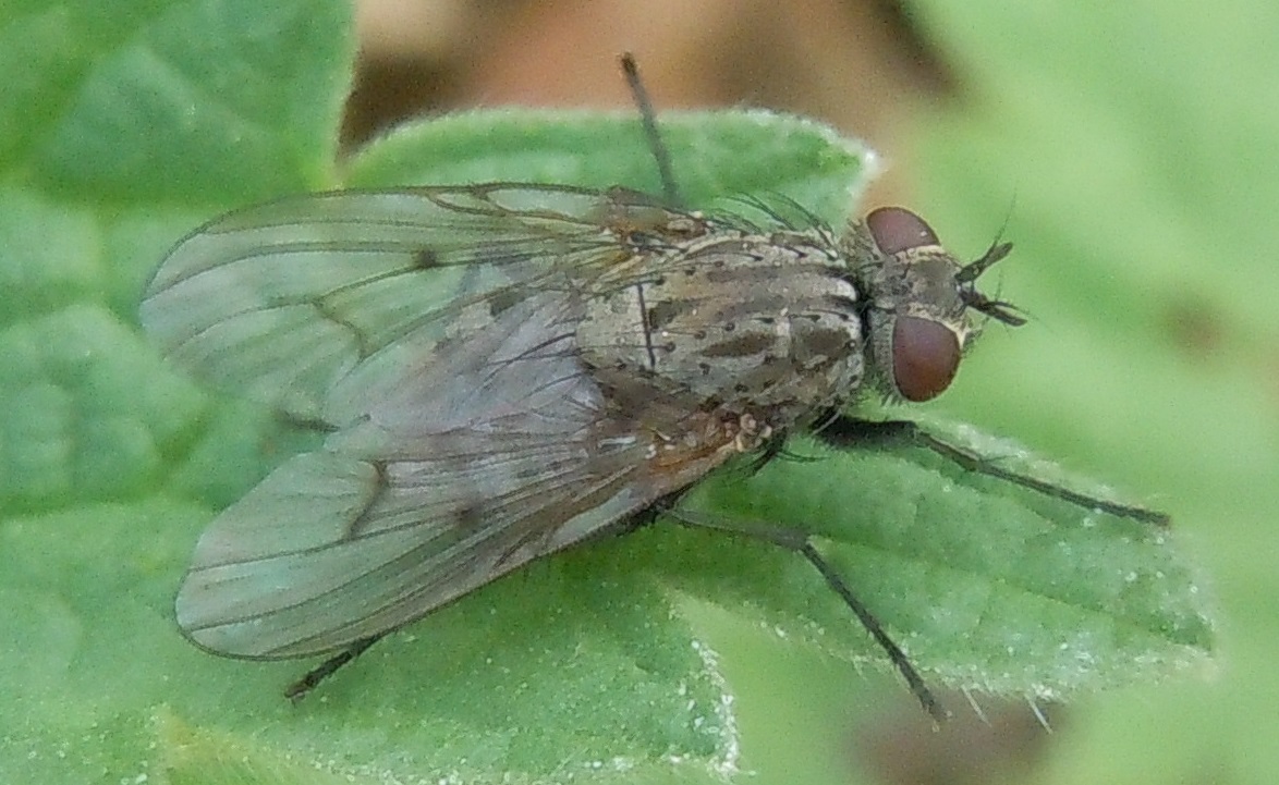 Muscidae?  S. Helina cfr. evecta