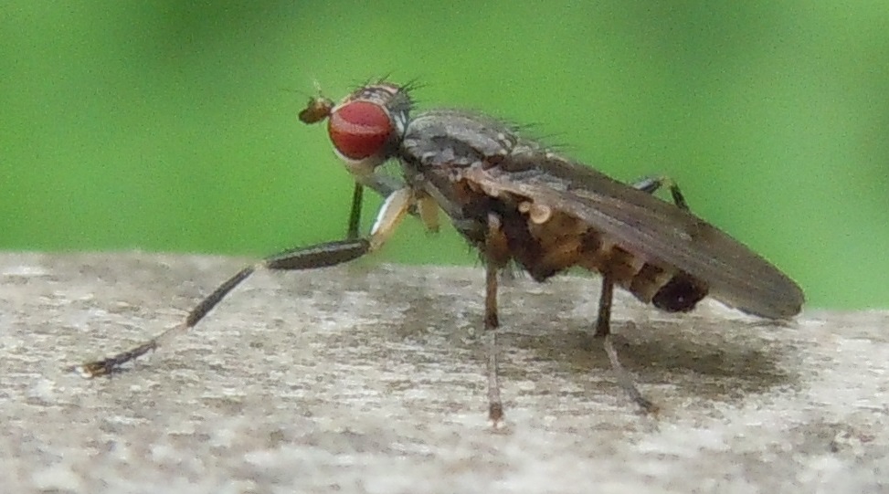 Sciomyzidae: Pherbellia annulipes?  S, maschio