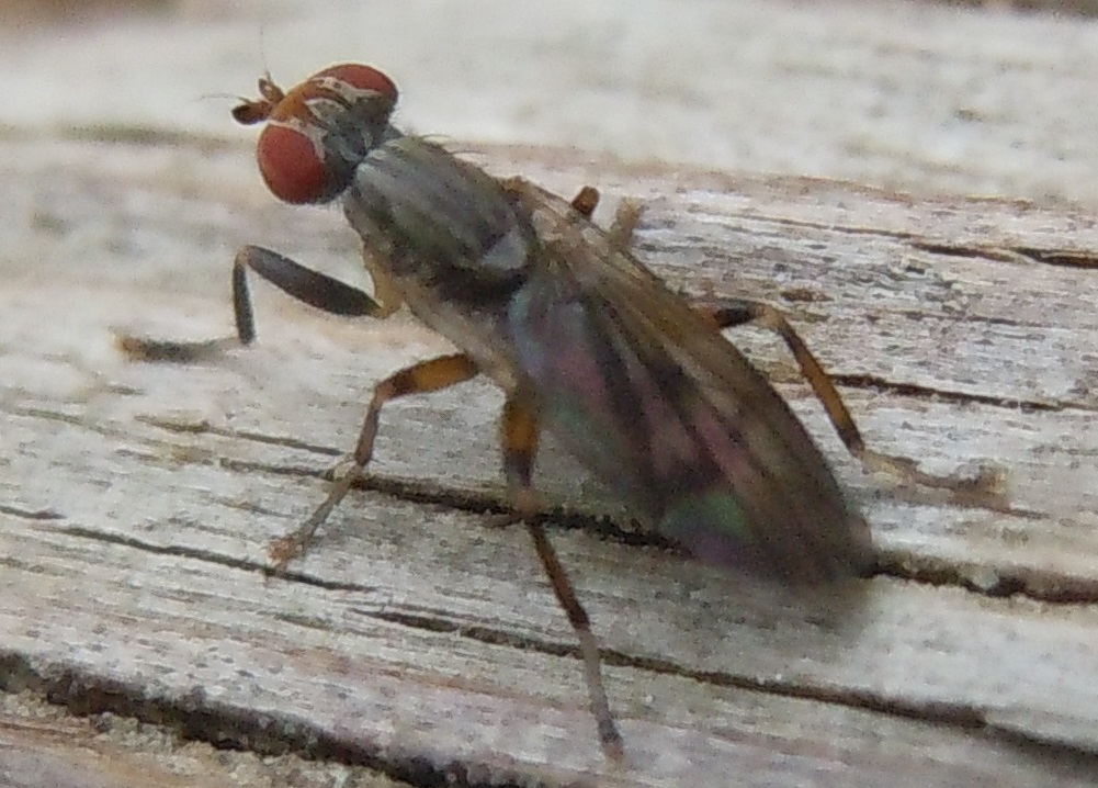 Sciomyzidae: Pherbellia annulipes?  S, maschio