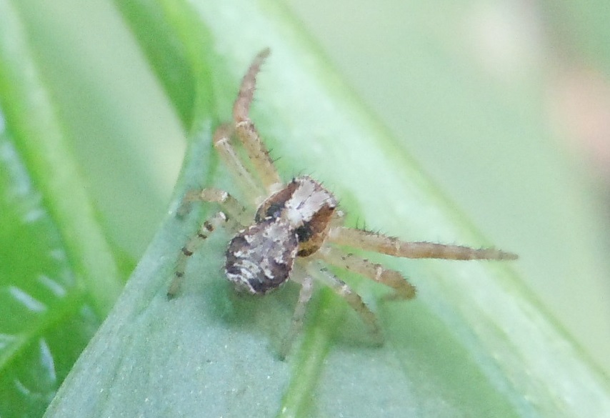 Giovane Xysticus sp. - Agnano (Na)