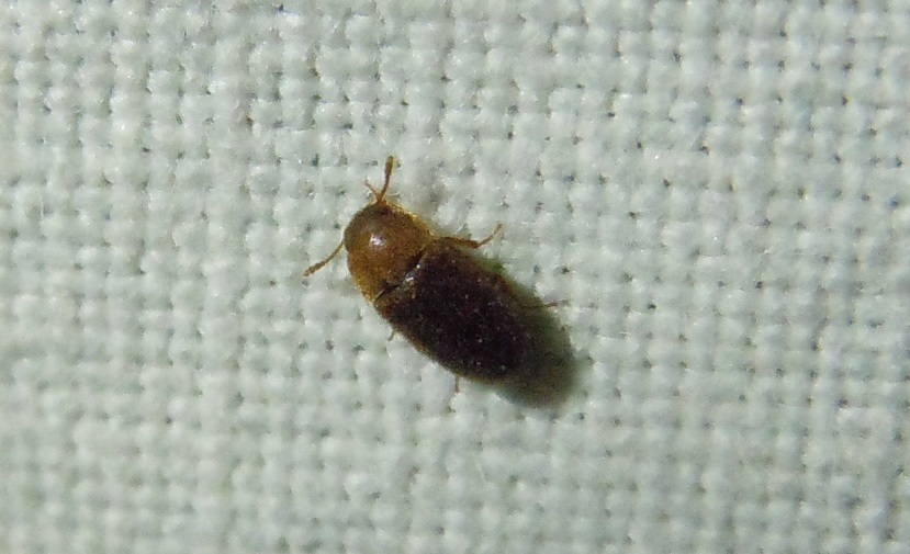 Typhaea stercorea, Mycetophagidae