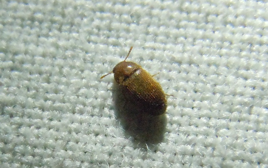 Typhaea stercorea, Mycetophagidae