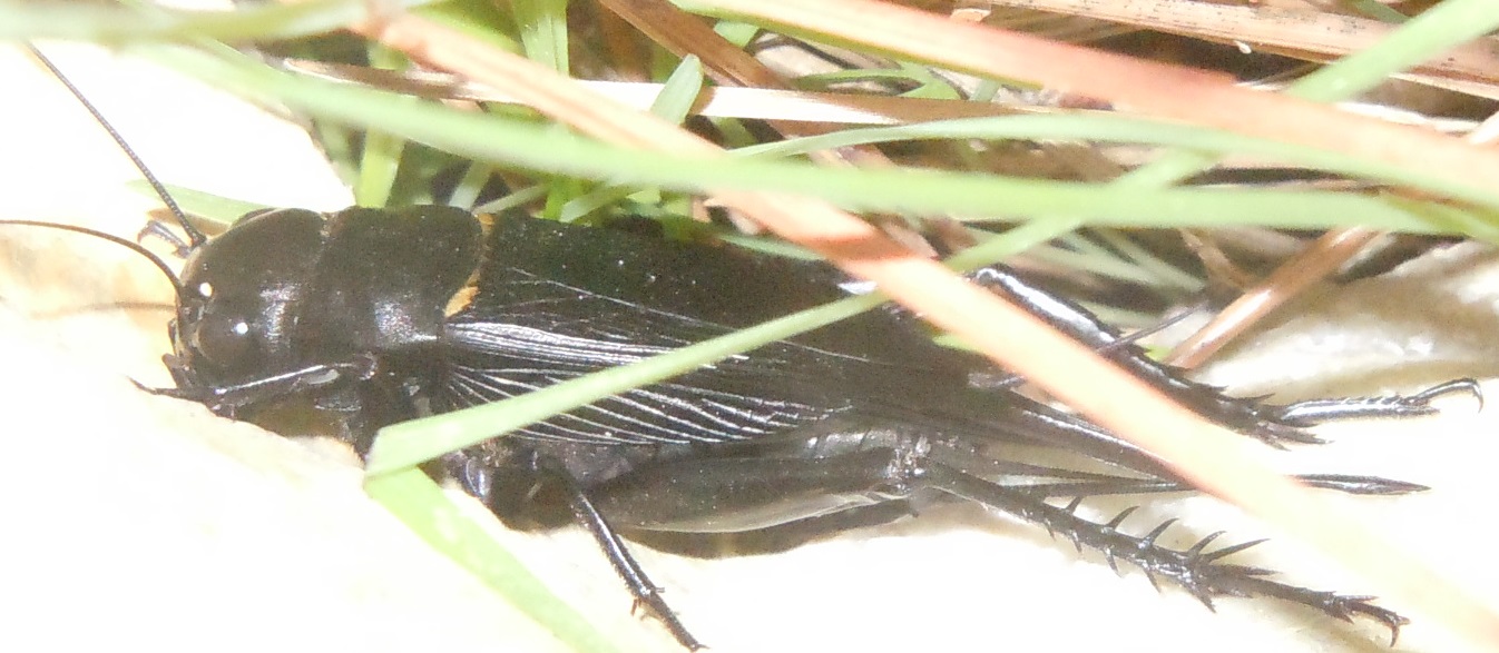 Gryllus bimaculatus, femmina (Gryllidae)