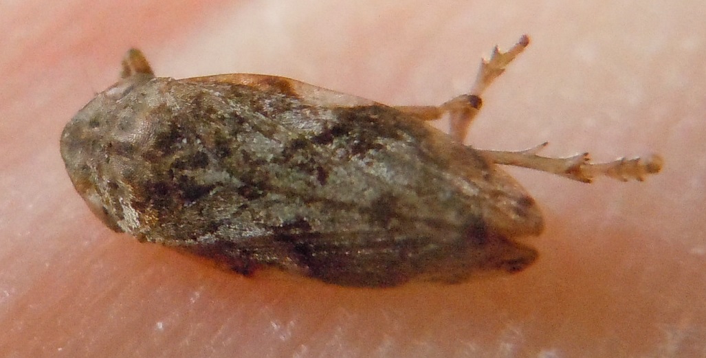 Aphrophoridae:  Philaenus spumarius (cfr.)