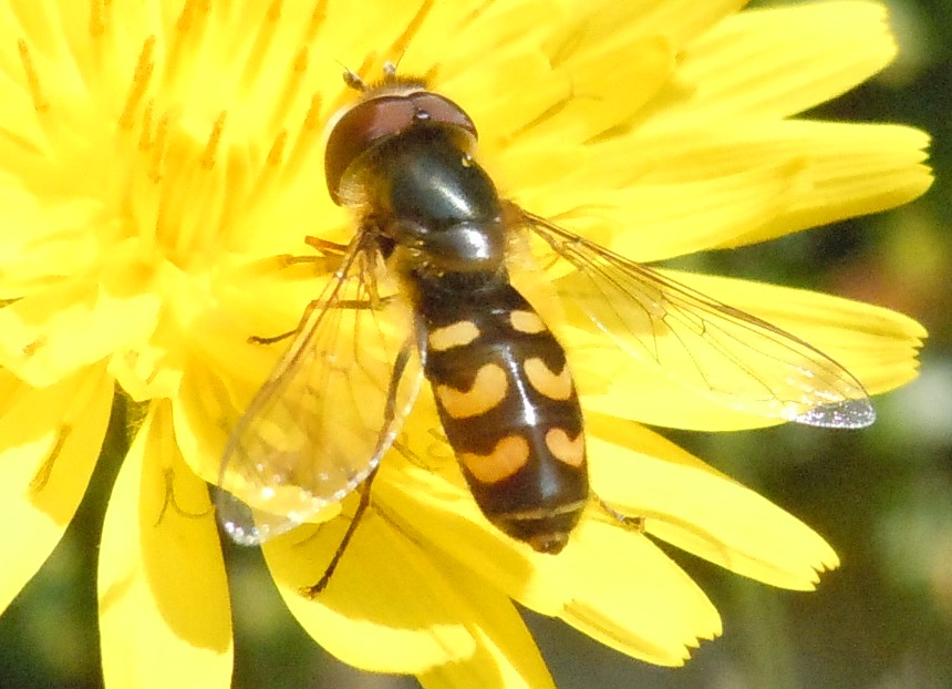 Scaeva pyrastri? No. Maschio di Scaeva selenitica