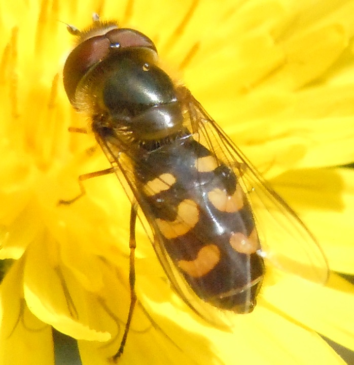 Scaeva pyrastri? No. Maschio di Scaeva selenitica