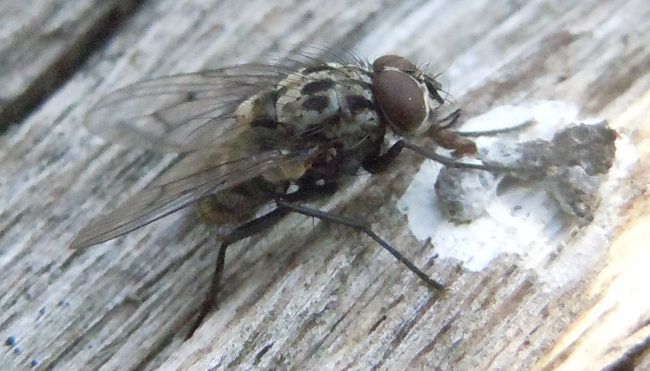 Anthomyiidae:  Anthomyia sp., maschio