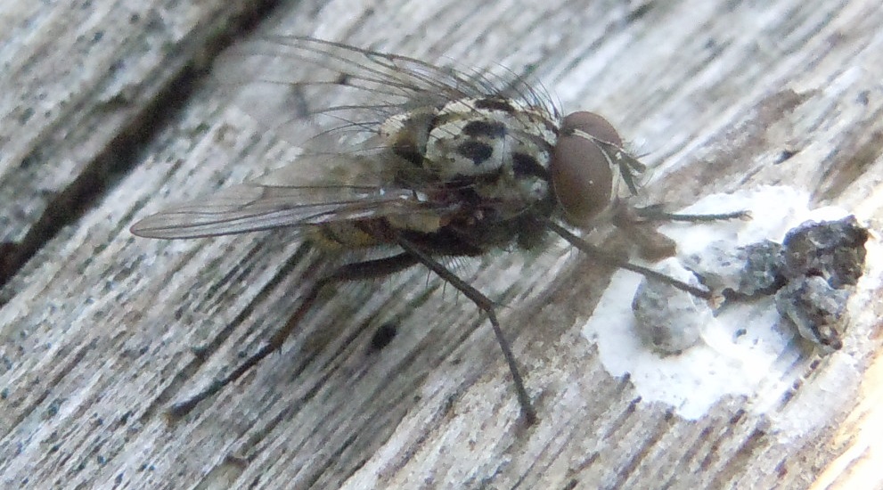 Anthomyiidae:  Anthomyia sp., maschio