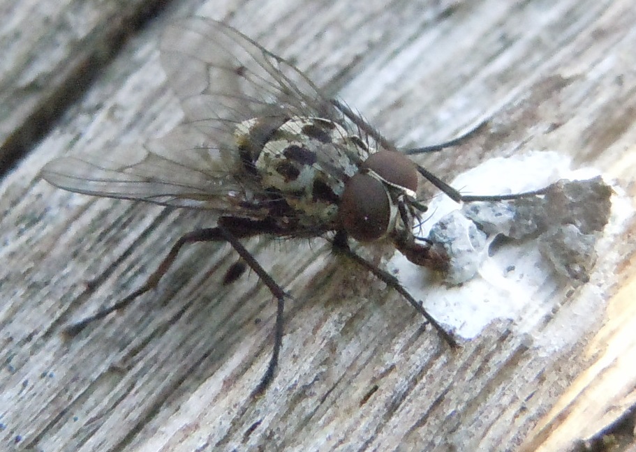 Anthomyiidae:  Anthomyia sp., maschio