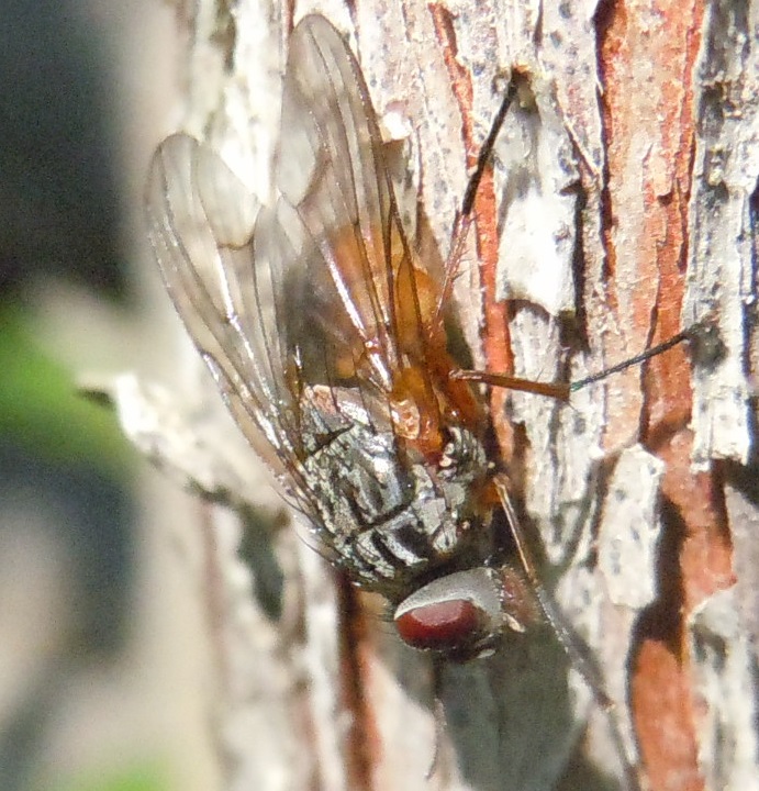 Phaonia subventa (Muscidae)