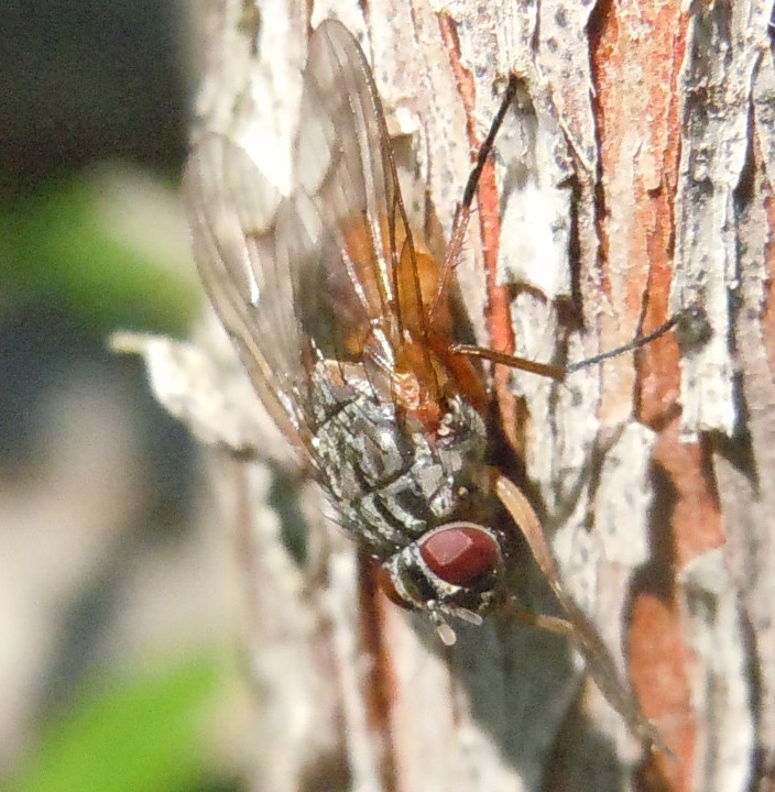 Phaonia subventa (Muscidae)