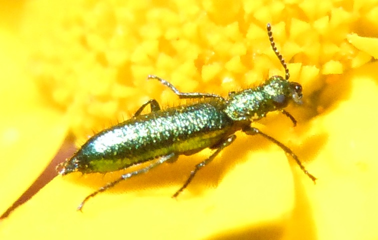 Dasytidae:  Psilothrix sp.