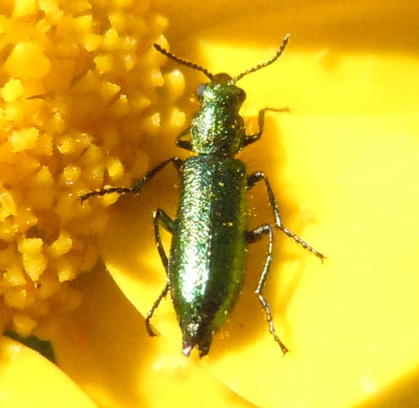 Dasytidae:  Psilothrix sp.