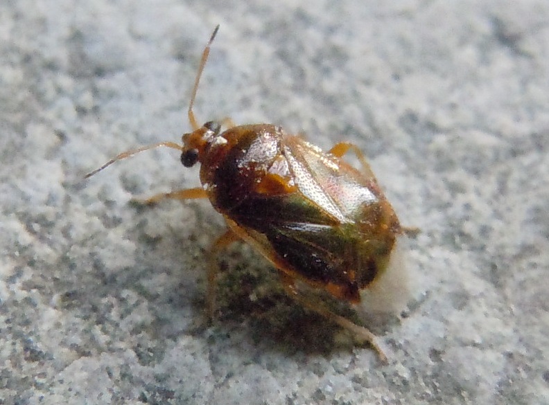 Miridae:  Deraeocoris lutescens