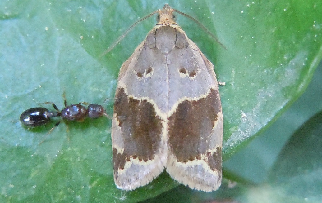 Clepsis dumicolana