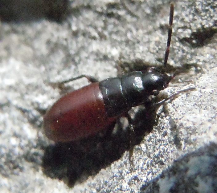 Ninfa da identificare:  Oxycarenus lavaterae (Lygaeidae)