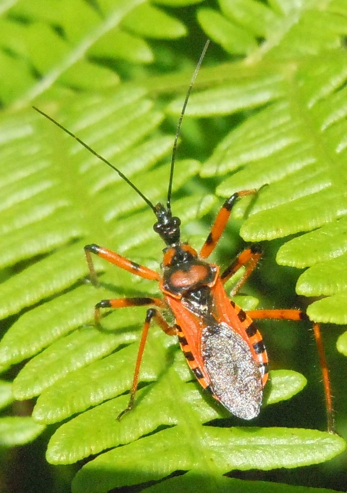 Reduviidae:   Rhynocoris iracundus?  No, Rhynocoris cfr. rubricus