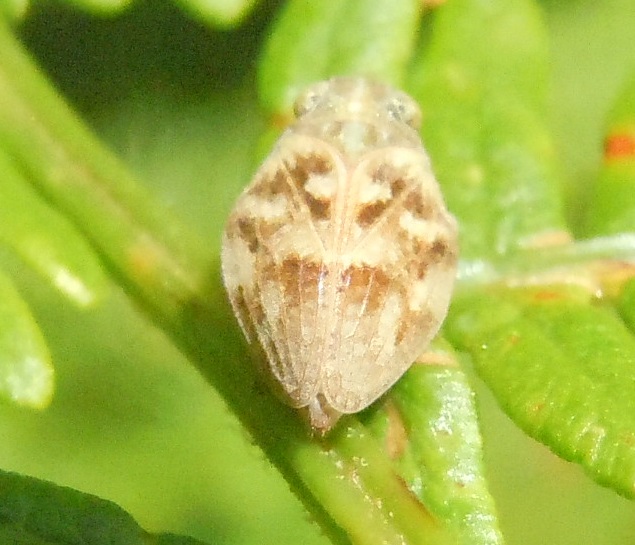 Issidae da identificare:   Latissus dilatatus (cfr.)