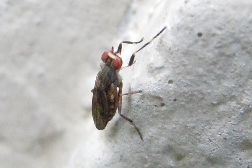 Pherbellia annulipes, femmina (Sciomyzidae)