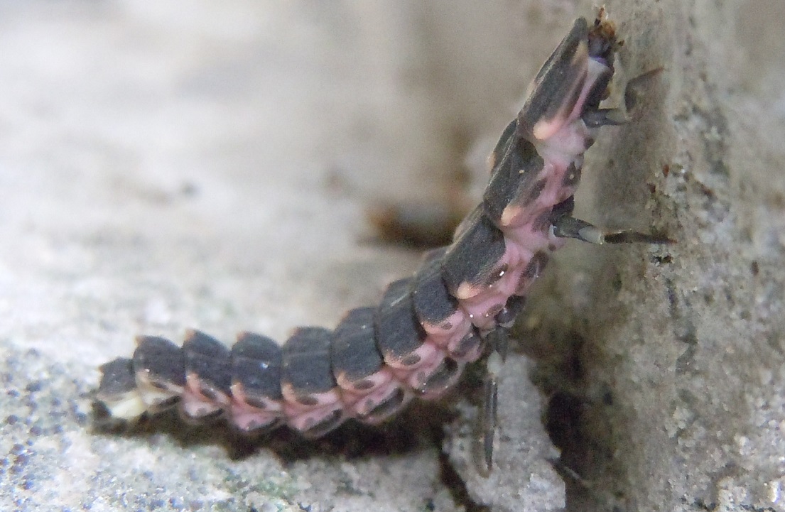 larva di Lampyris sp.