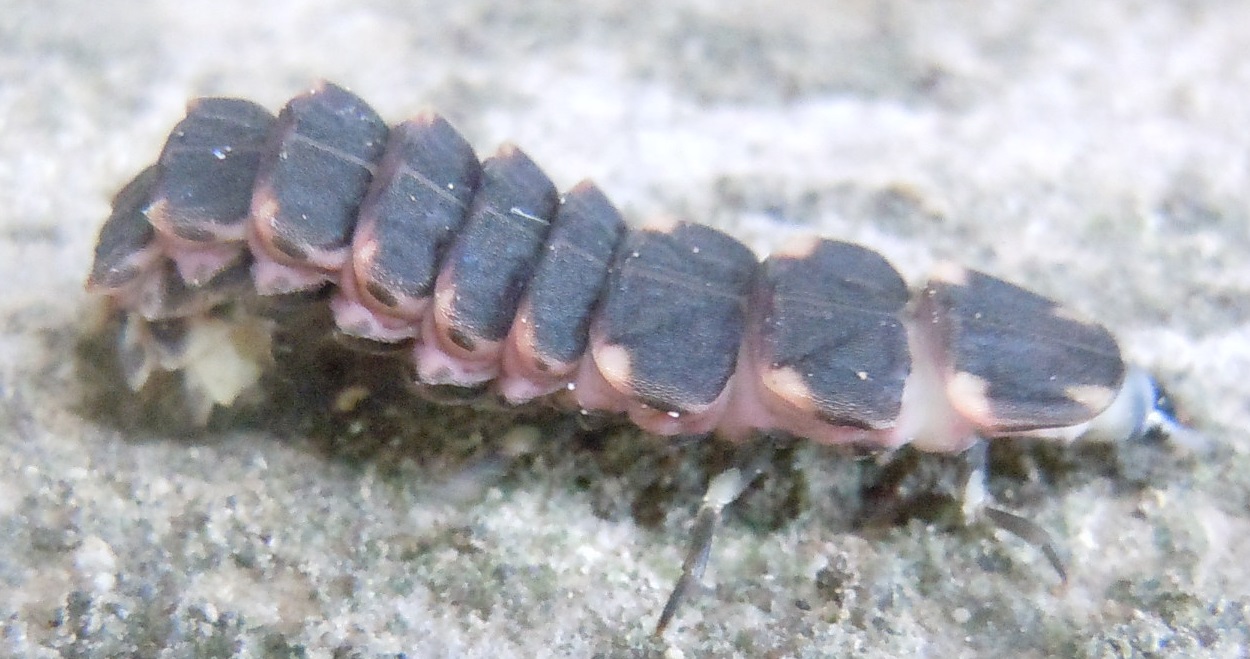 larva di Lampyris sp.