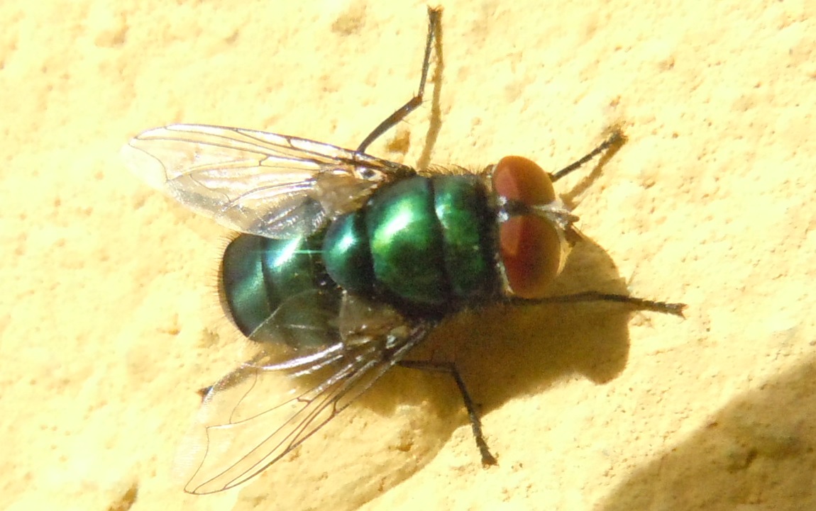 Chrysomya albiceps (Calliphoridae)