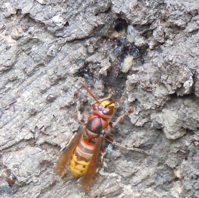 Vespa crabro. Che fa?