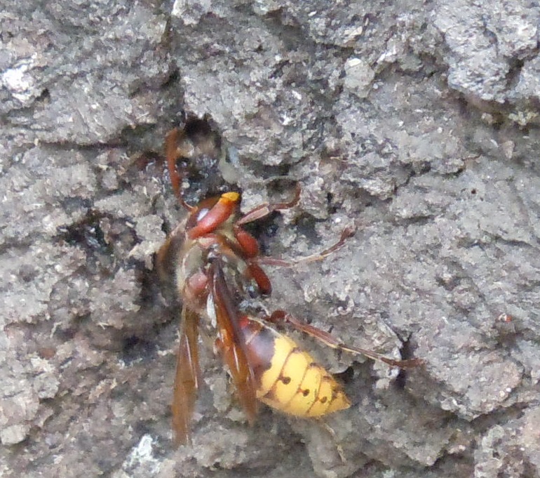 Vespa crabro. Che fa?