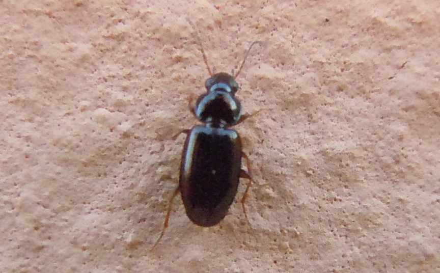 Carabidae da identificare: Phyla tethys