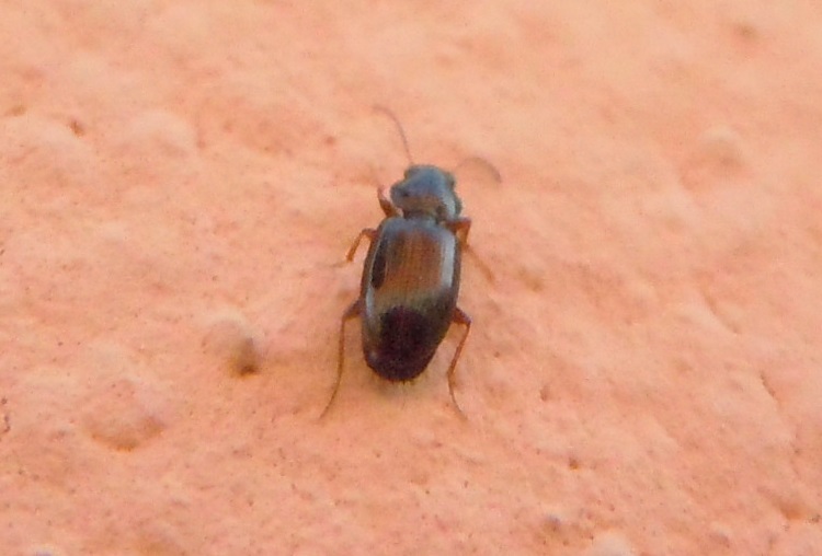 Carabidae da identificare: Phyla tethys