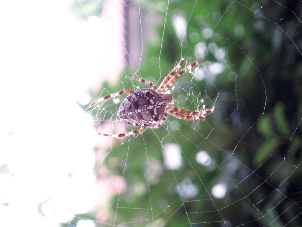 Araneus diadematus - Tortona (AL)