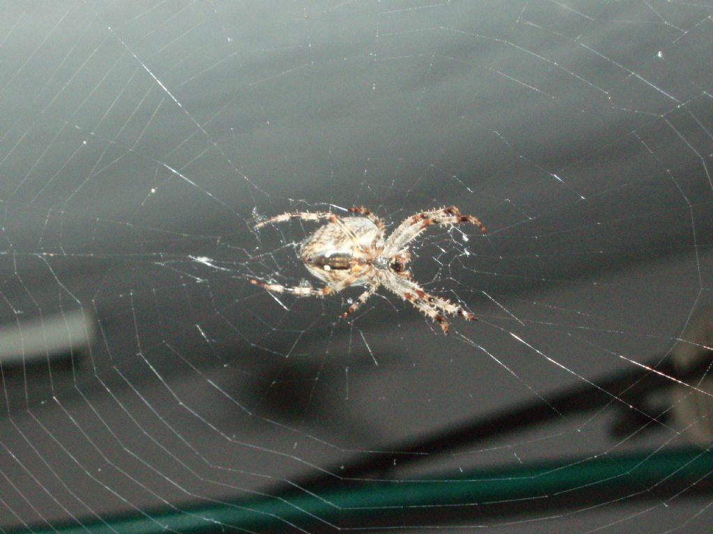 Araneus diadematus - Tortona (AL)