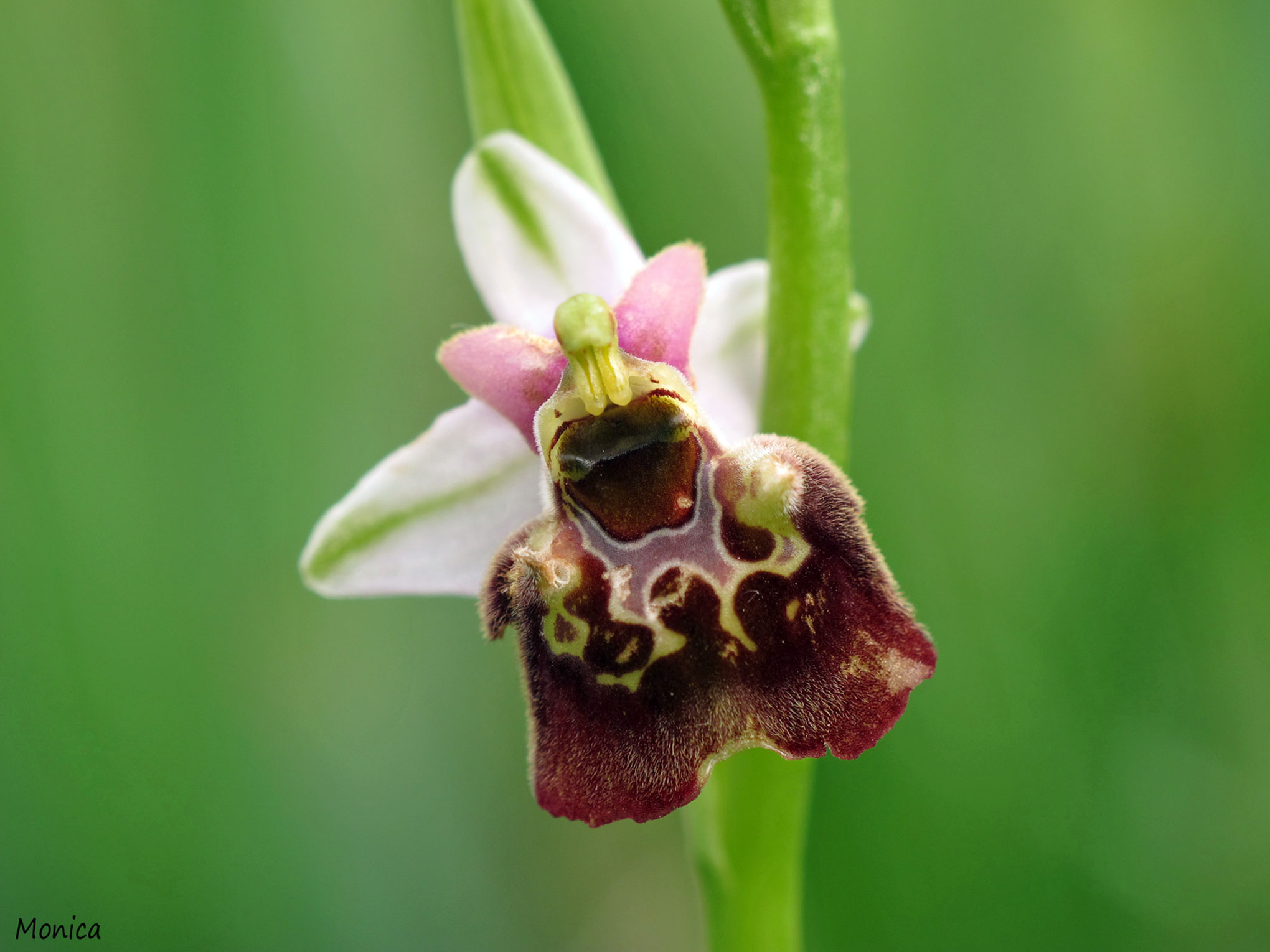 Ophrys holosericea subsp. holosericea?