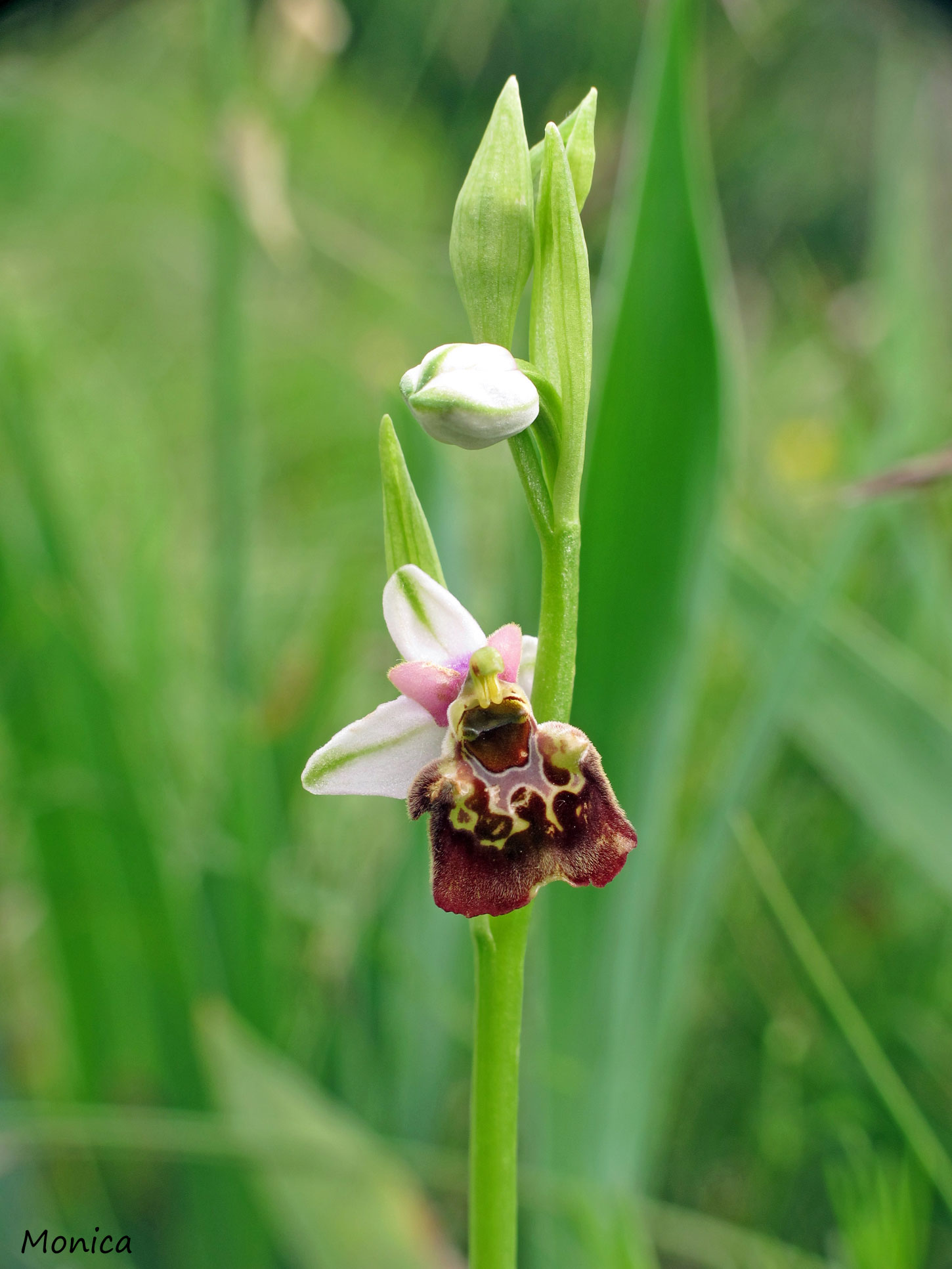 Ophrys holosericea subsp. holosericea?