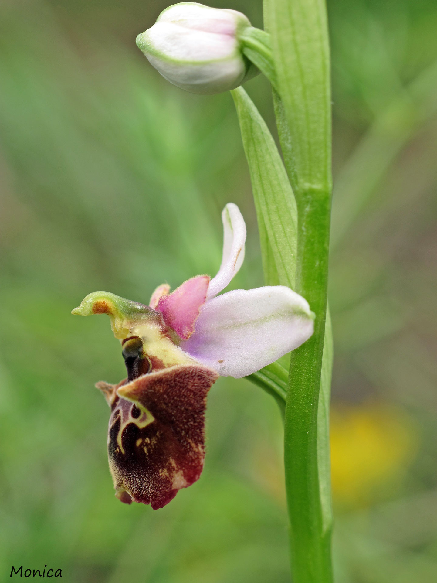 Ophrys holosericea subsp. holosericea?