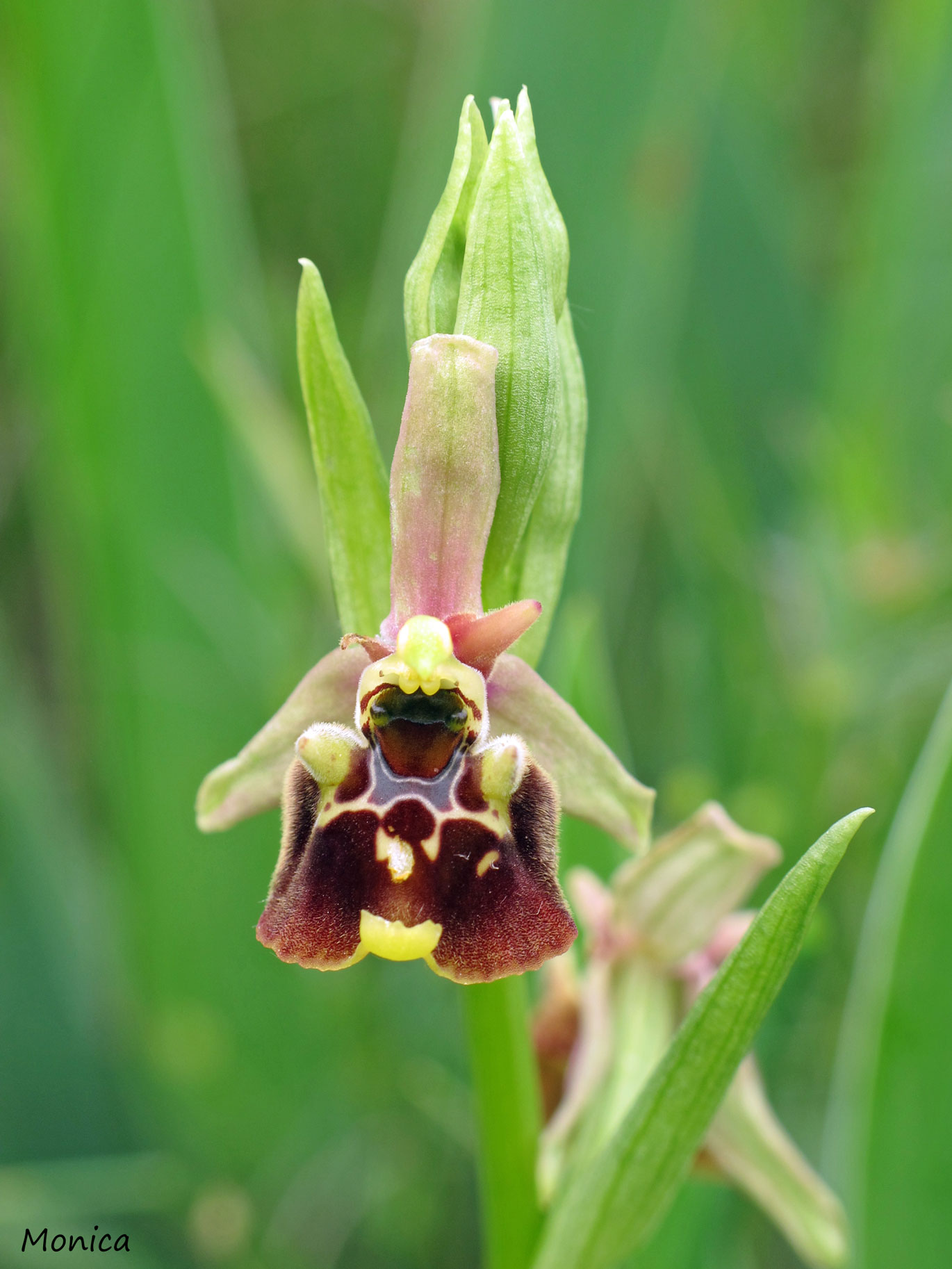 Ophrys holosericea subsp. holosericea?