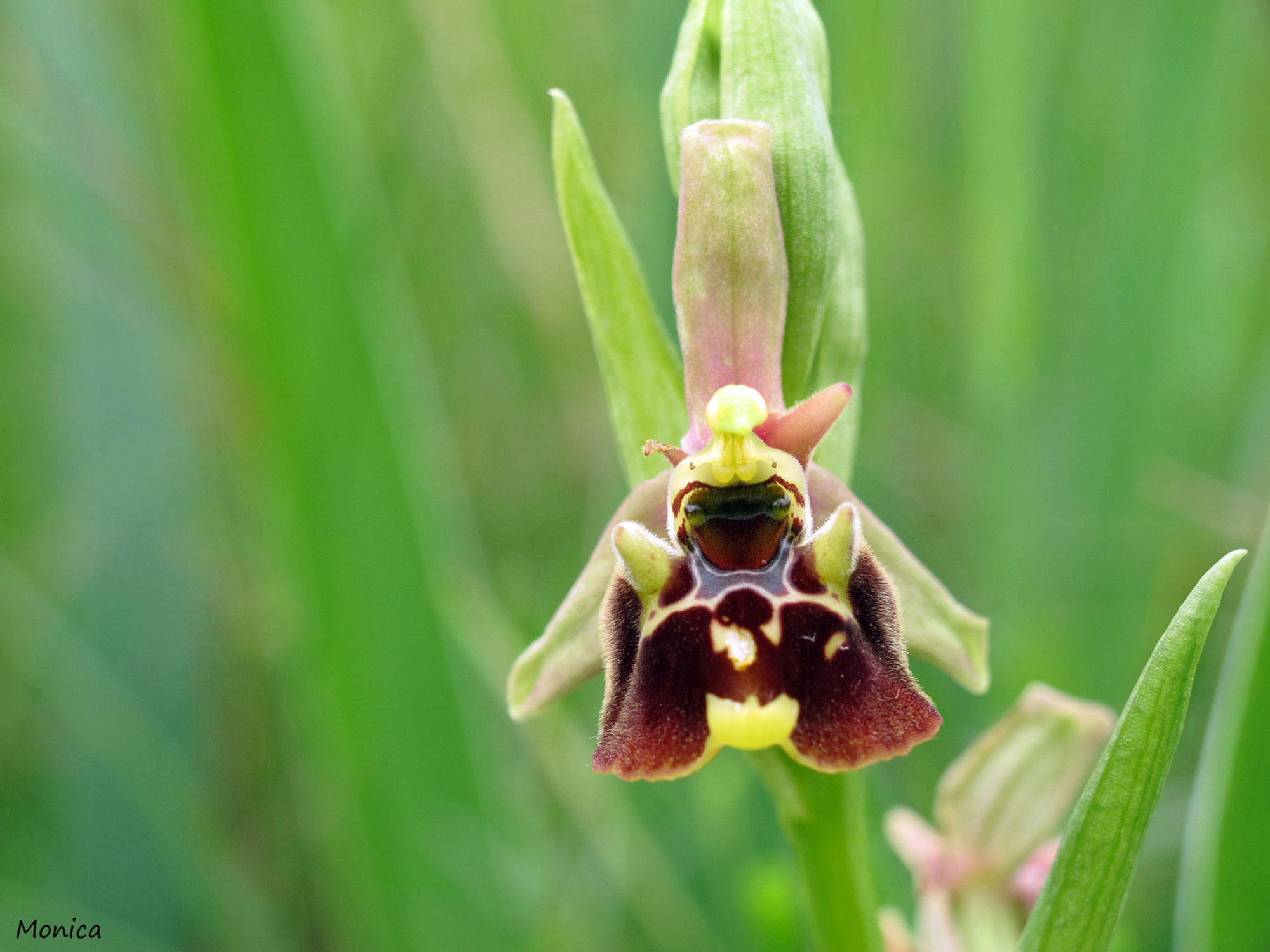 Ophrys holosericea subsp. holosericea?