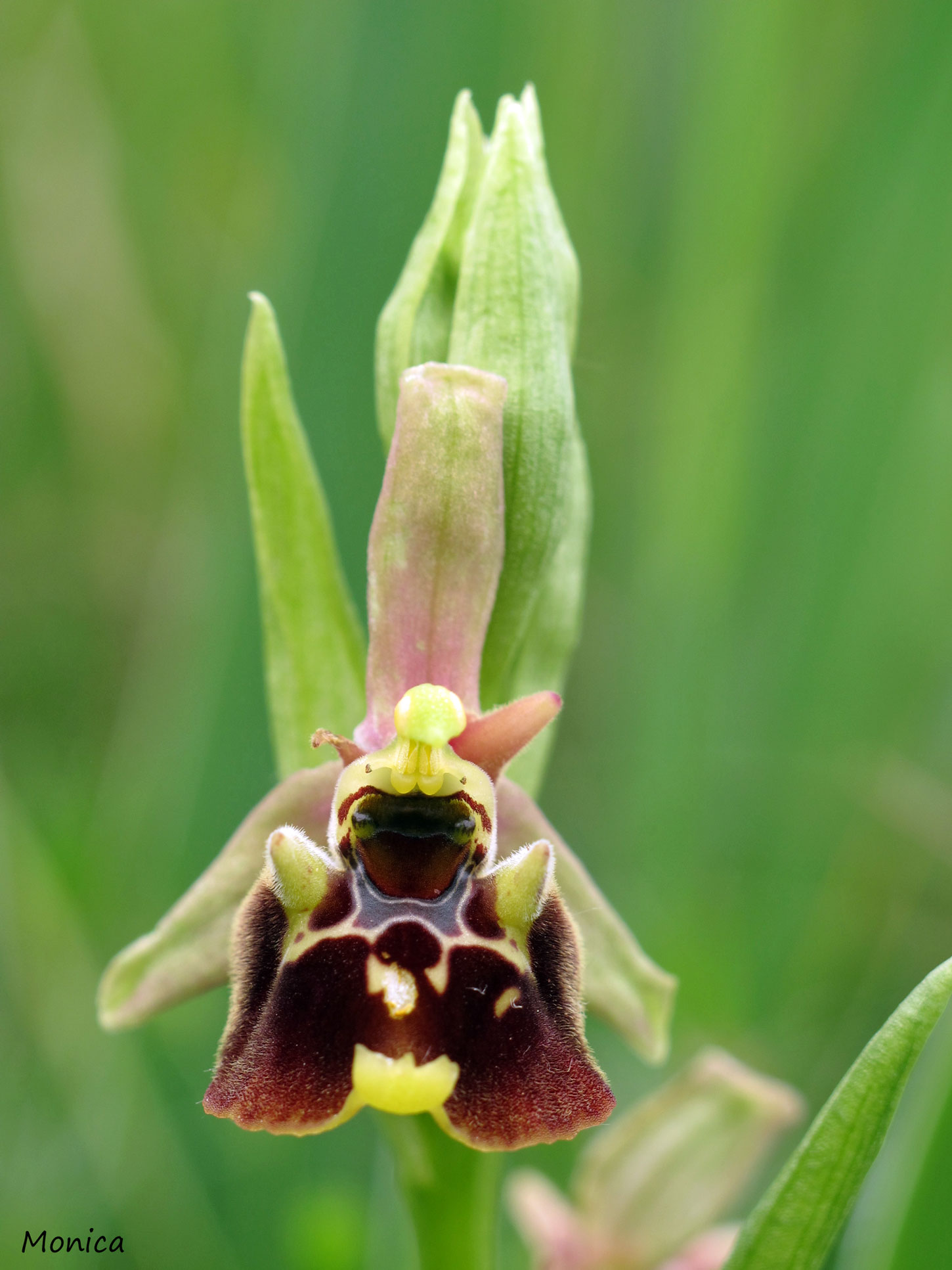 Ophrys holosericea subsp. holosericea?