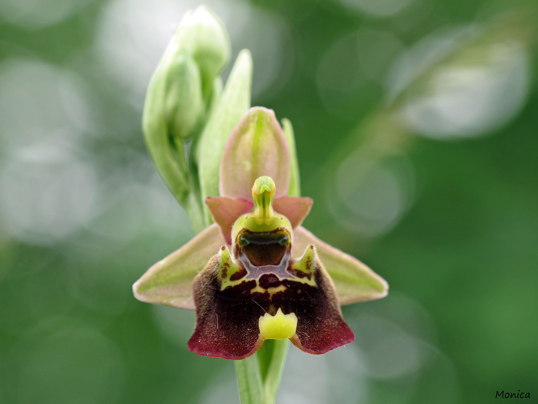 Ophrys holosericea subsp. holosericea?