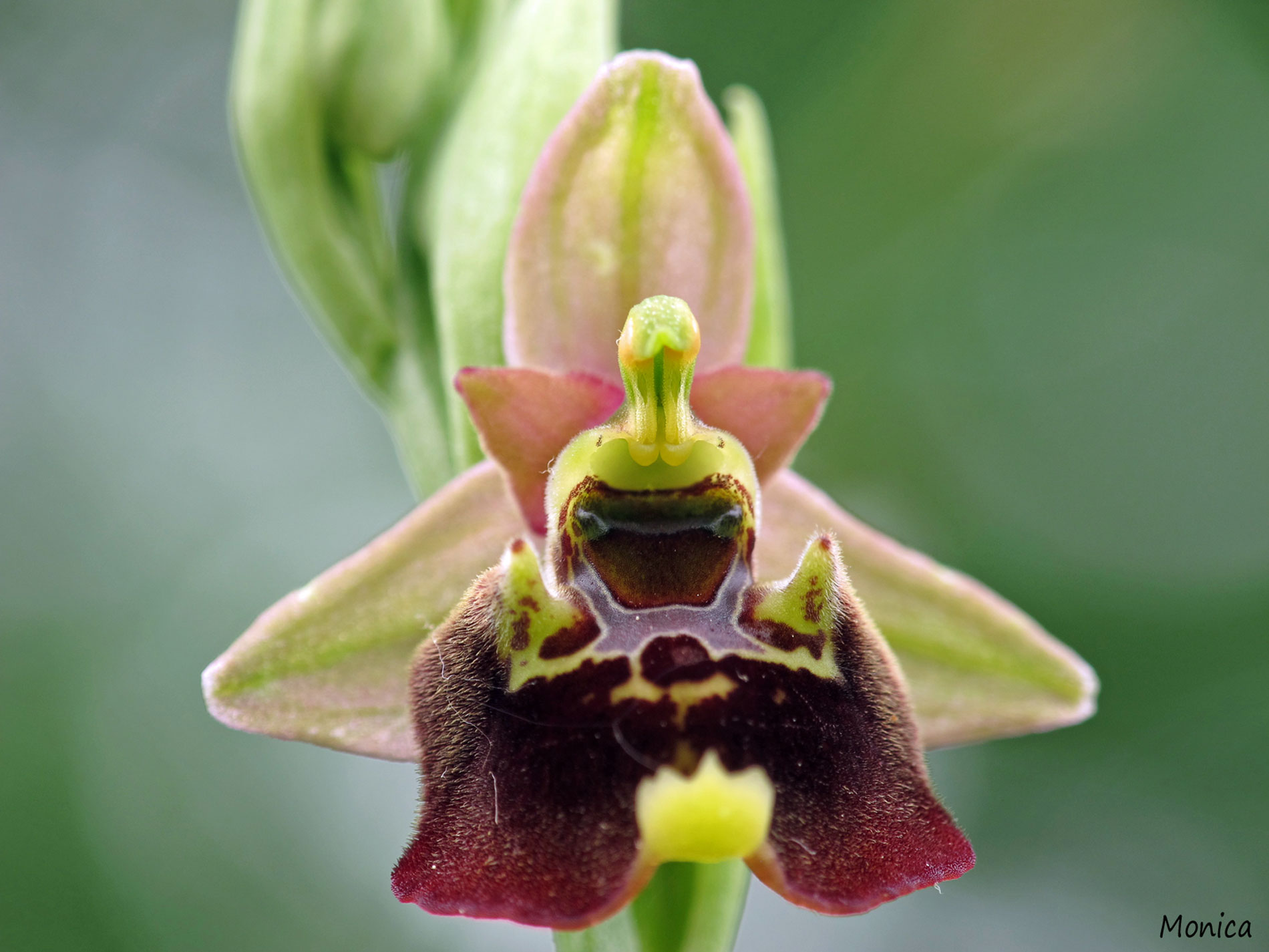 Ophrys holosericea subsp. holosericea?