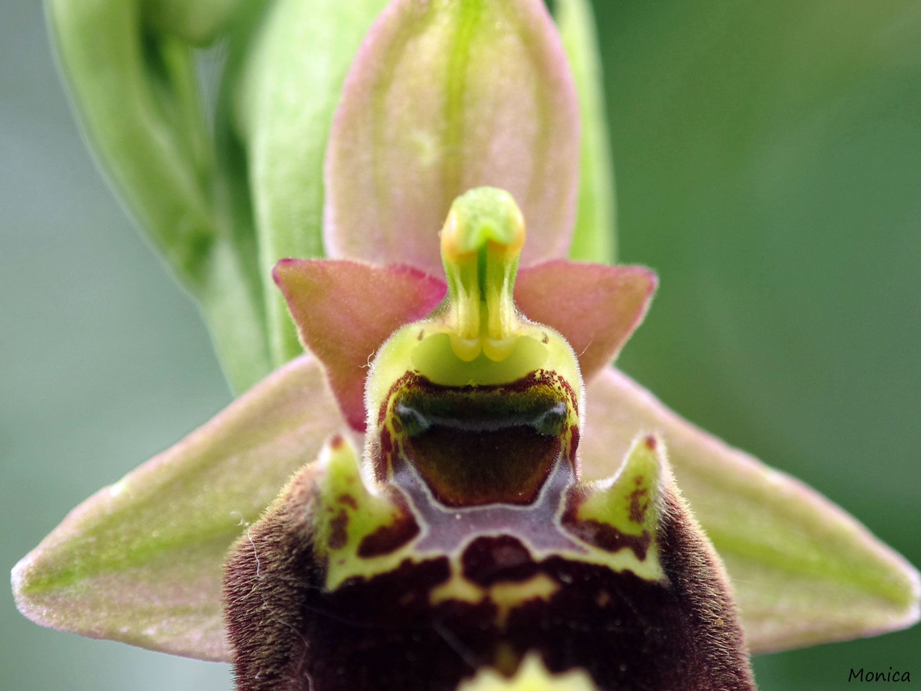 Ophrys holosericea subsp. holosericea?