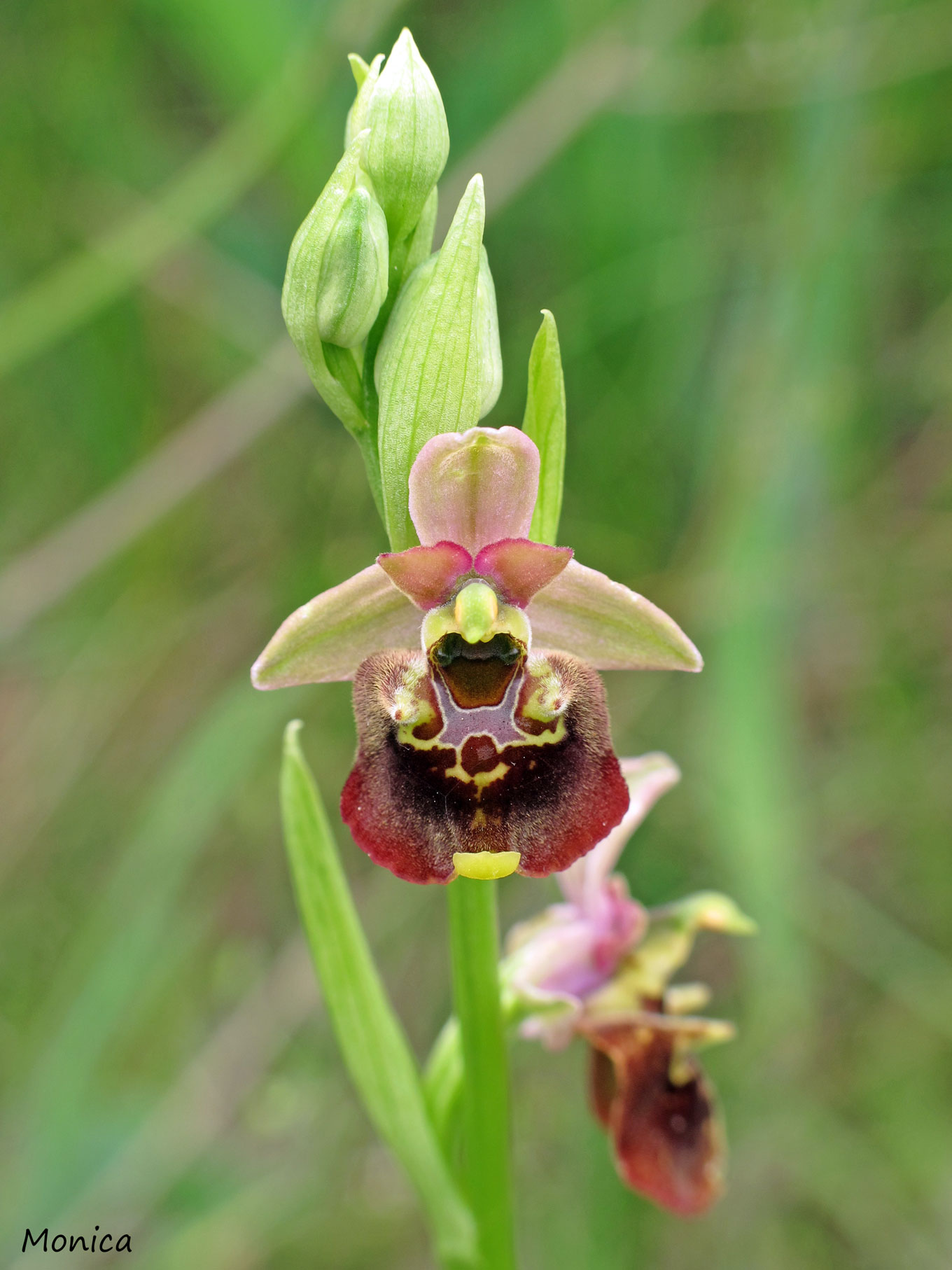 Ophrys holosericea subsp. holosericea?